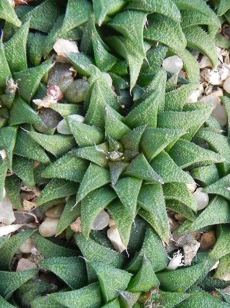 Una foto de Haworthia parksiana