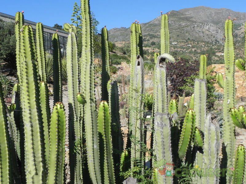 A photo of Euphorbia canariensis