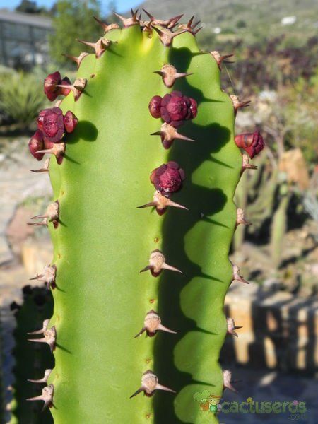 A photo of Euphorbia canariensis