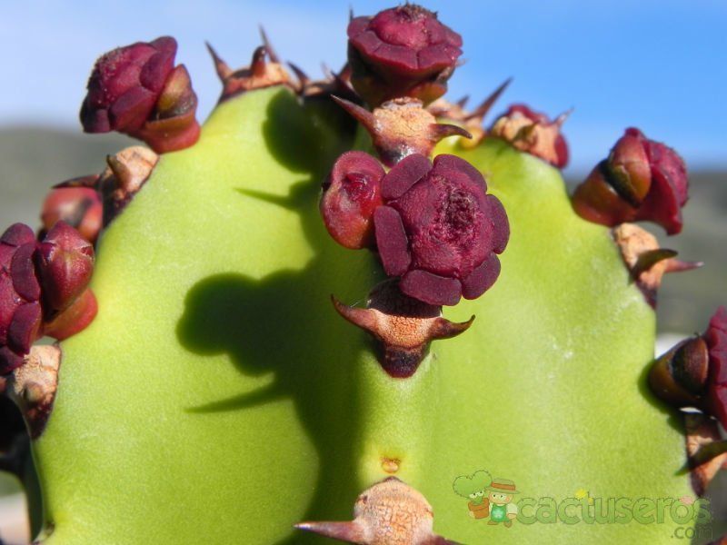 A photo of Euphorbia canariensis