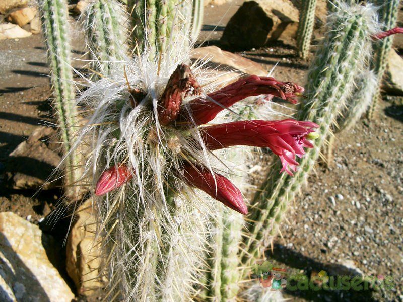 Una foto de Oreocereus leucotrichus