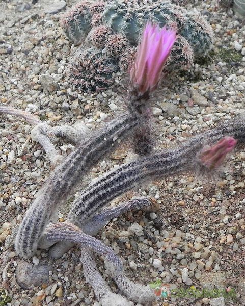 A photo of Echinocereus poselgeri