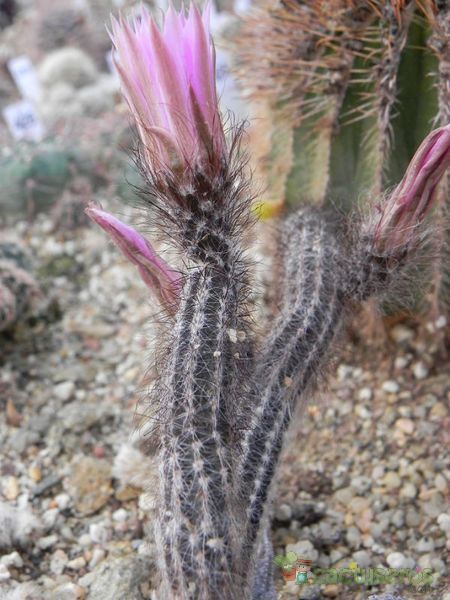 A photo of Echinocereus poselgeri