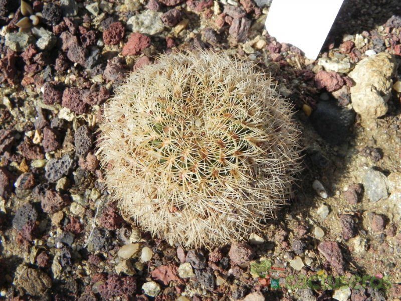 A photo of Mammillaria solisioides