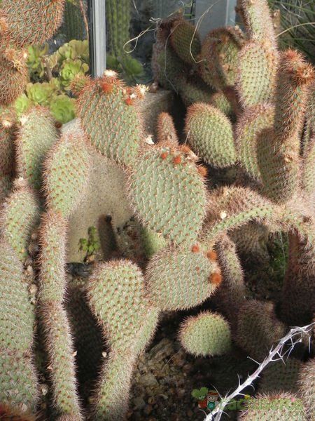 Una foto de Opuntia pycnantha