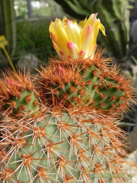 Una foto de Opuntia pycnantha