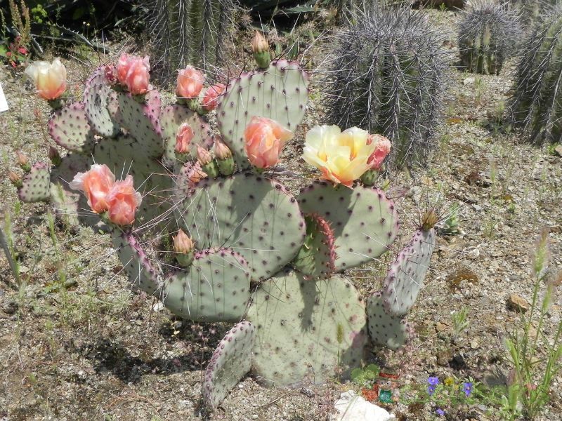 A photo of Opuntia macrocentra