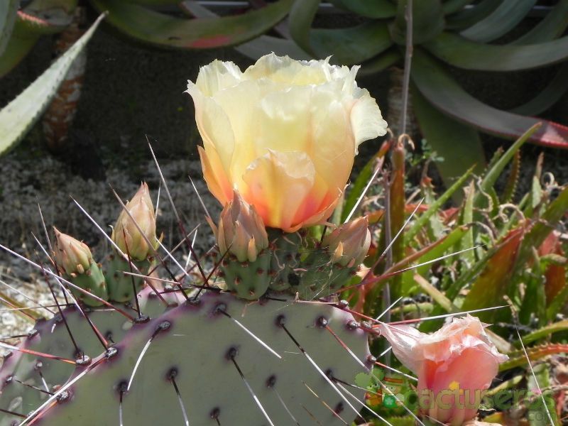 A photo of Opuntia macrocentra