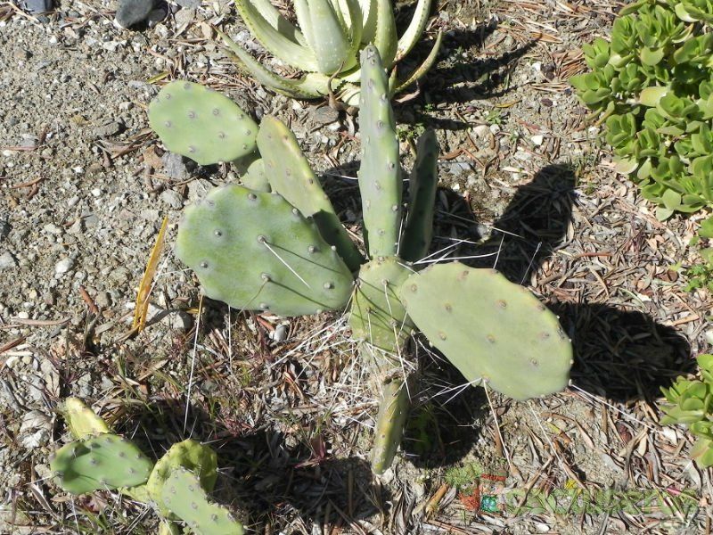 Una foto de Opuntia quimilo