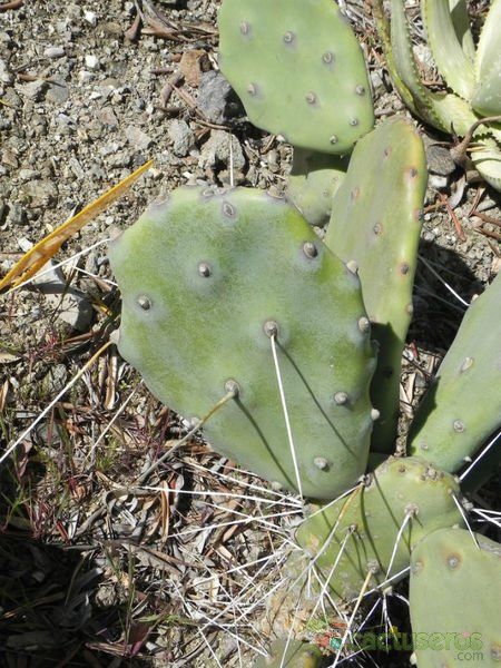 Una foto de Opuntia quimilo