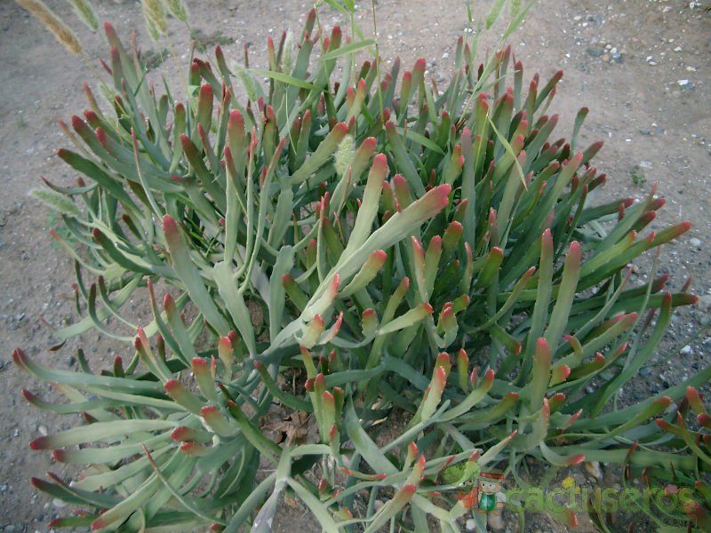 A photo of Euphorbia xylophylloides