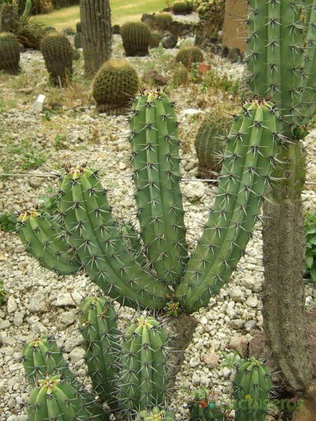 A photo of Myrtillocactus cochal