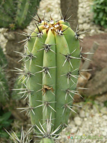 Una foto de Myrtillocactus cochal