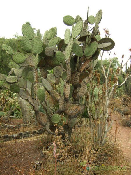 A photo of Opuntia streptacantha