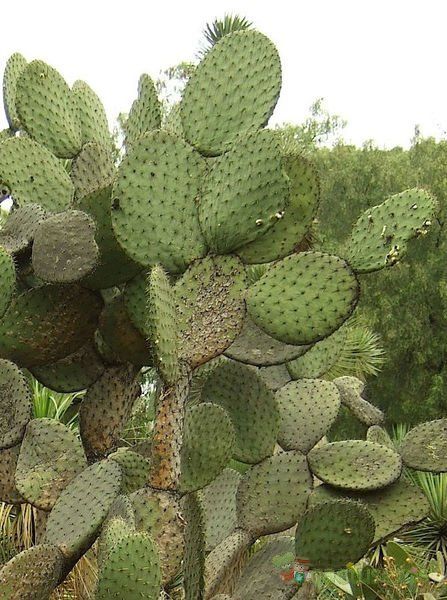 A photo of Opuntia streptacantha