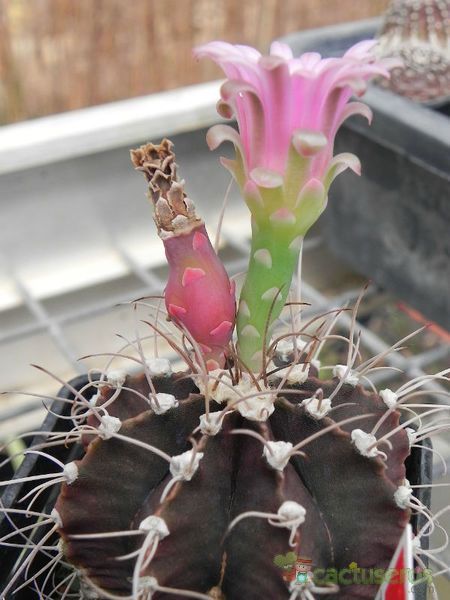 A photo of Gymnocalycium mihanovichii