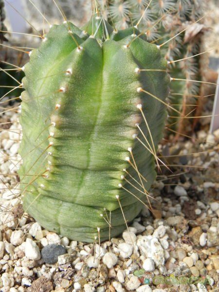 Una foto de Echinocereus knippelianus