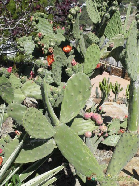 A photo of Opuntia tomentosa