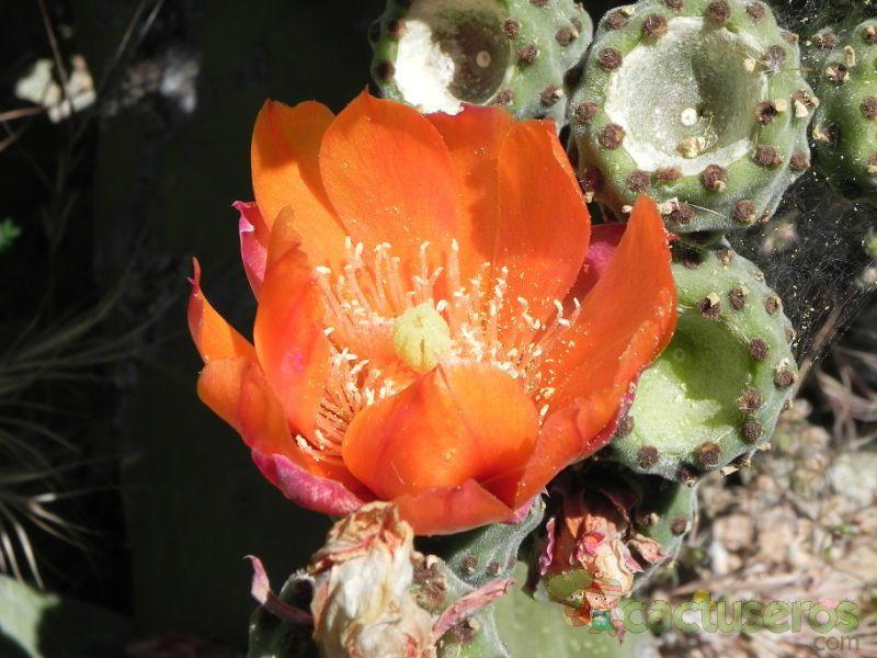 A photo of Opuntia tomentosa
