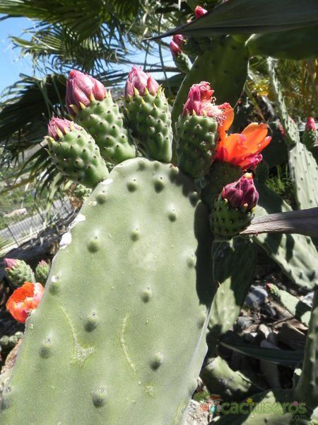 A photo of Opuntia tomentosa