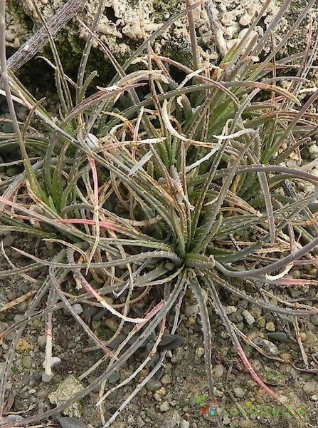 Una foto de Aloe bowiea