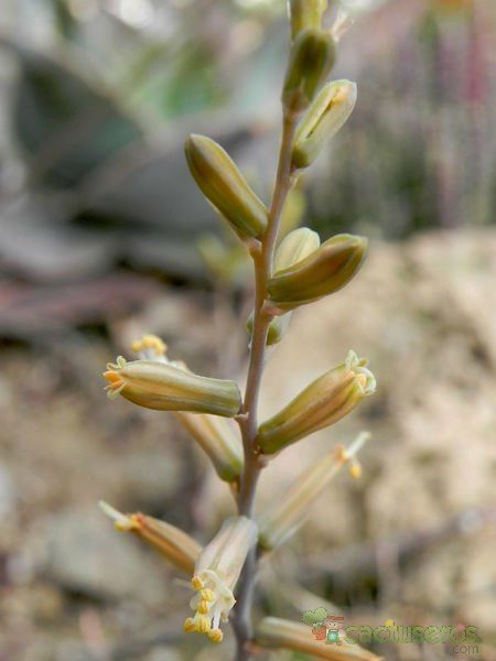 A photo of Aloe bowiea