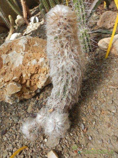 A photo of Oreocereus trollii