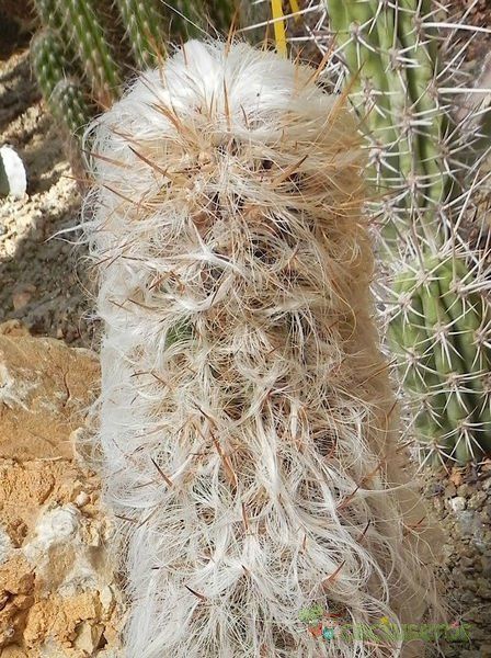 A photo of Oreocereus trollii