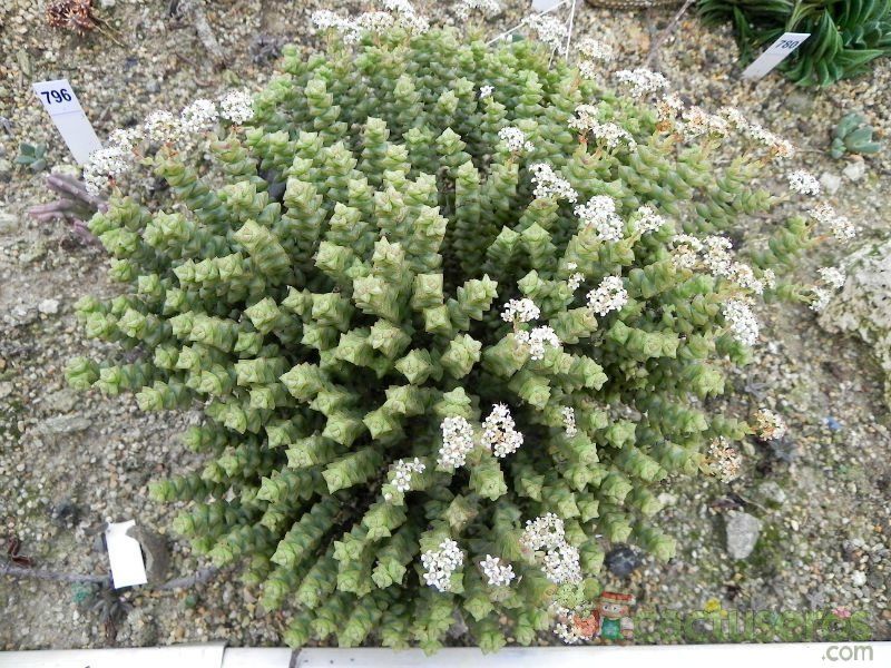 A photo of Crassula rupestris ssp. marnieriana