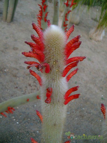 Una foto de Cleistocactus brookeae