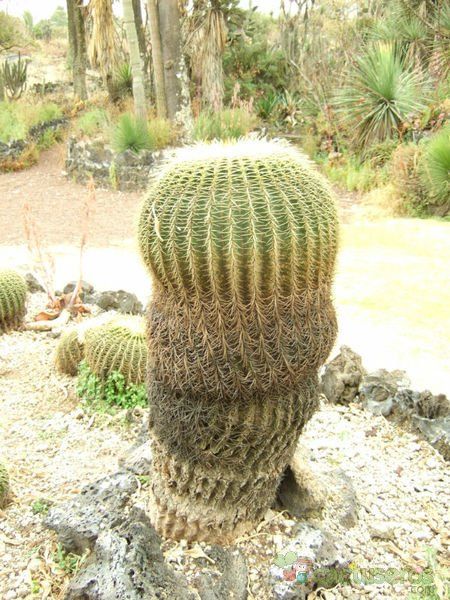 A photo of Echinocactus grusonii