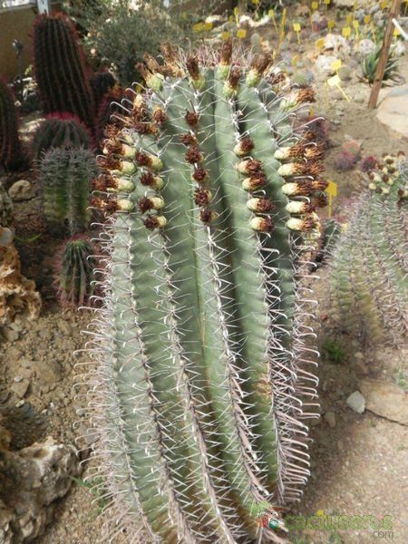Una foto de Ferocactus peninsulae