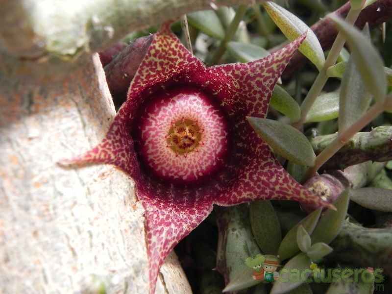 A photo of Orbeanthus hardyi