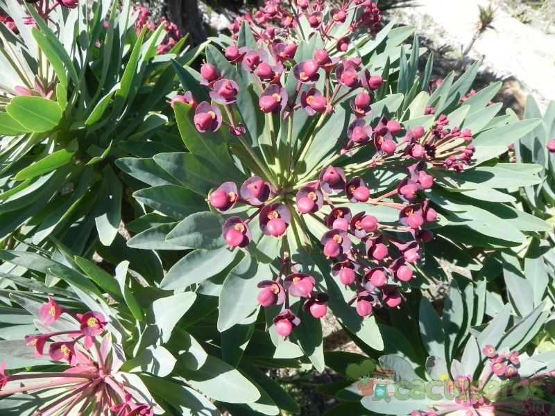 A photo of Euphorbia atropurpurea