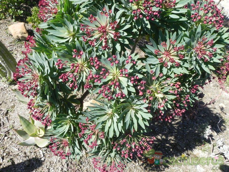 A photo of Euphorbia atropurpurea