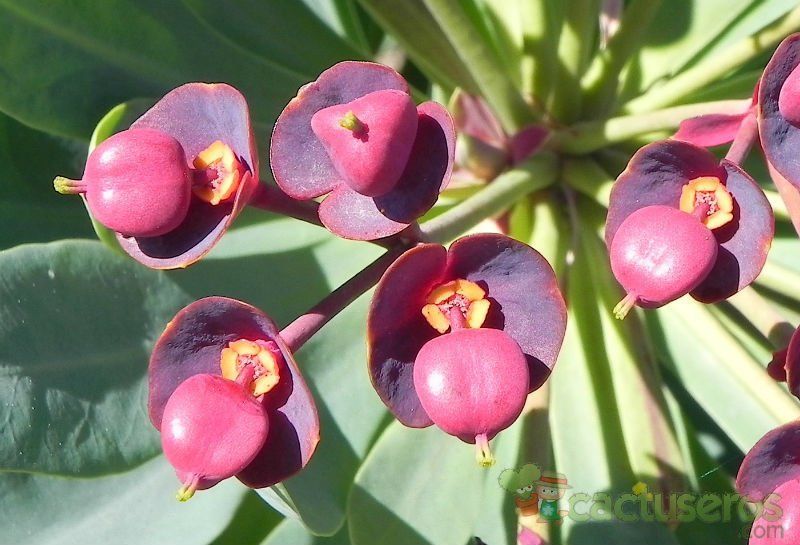 A photo of Euphorbia atropurpurea