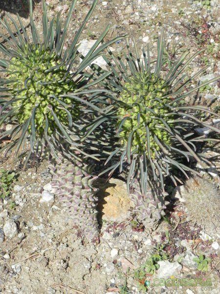 Una foto de Euphorbia clandestina
