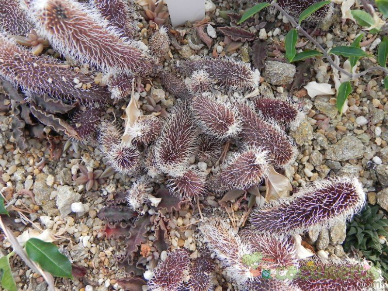 Una foto de Stapelianthus pilosus