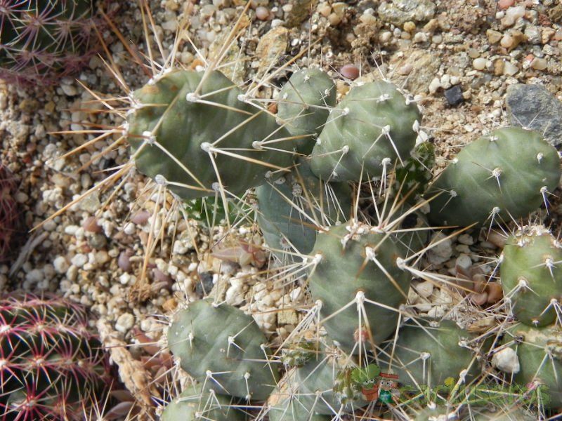 A photo of Cumulopuntia boliviana