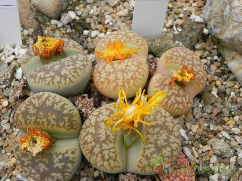 Una foto de Lithops gesinae