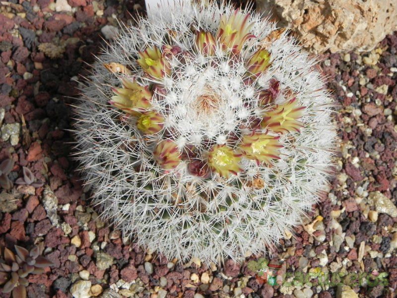 A photo of Mammillaria evermanniana