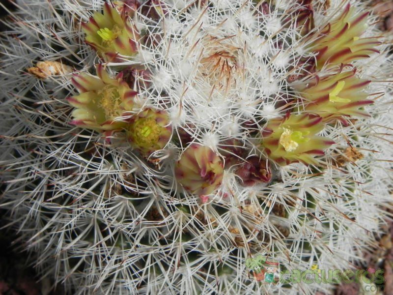 A photo of Mammillaria evermanniana