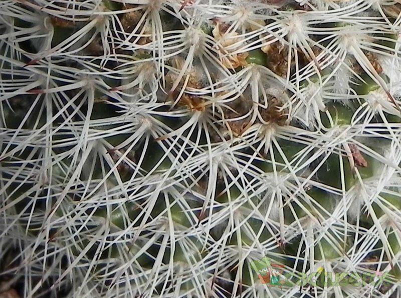 A photo of Mammillaria evermanniana