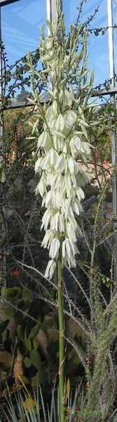 A photo of Yucca glauca