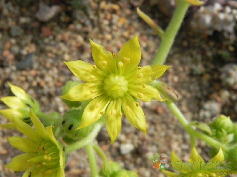 Una foto de Aeonium smithii