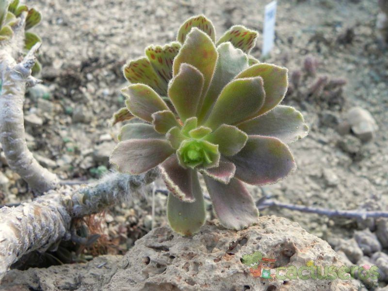 Una foto de Aeonium smithii