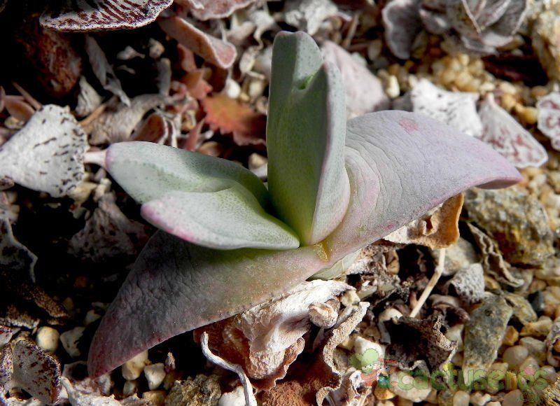 A photo of Cheiridopsis peculiaris