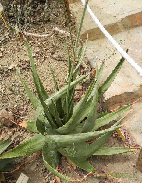 Una foto de Aloe harlana