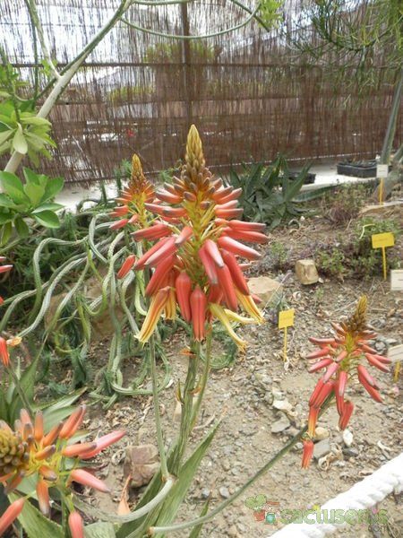 A photo of Aloe harlana