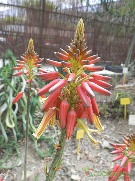 Una foto de Aloe harlana
